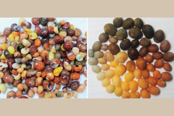 距今四萬二千年的海貝飾品工坊：西歐最早的象徵性工藝證據