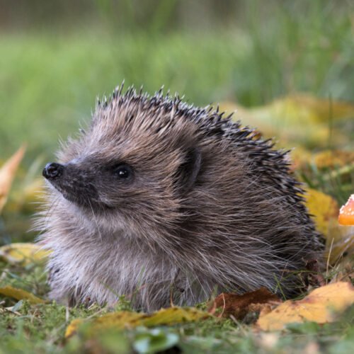 可以 I detect hedgehogs 從 spce? 可能是 if you f在d b記憶體bles first.