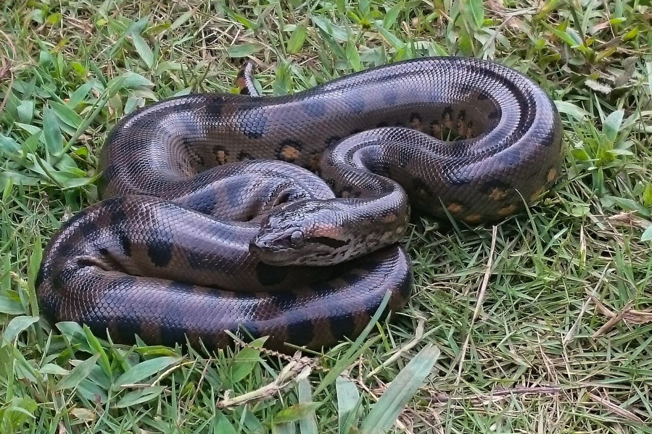 The Unchanging Giants: How Anacondas Have Roamed the Earth at Their Fullest Size for 12 Million Y...