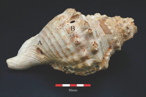 Ancient Shell Trumpets: 6,700-Year-Old Neolithic Communication Tools Unveiled