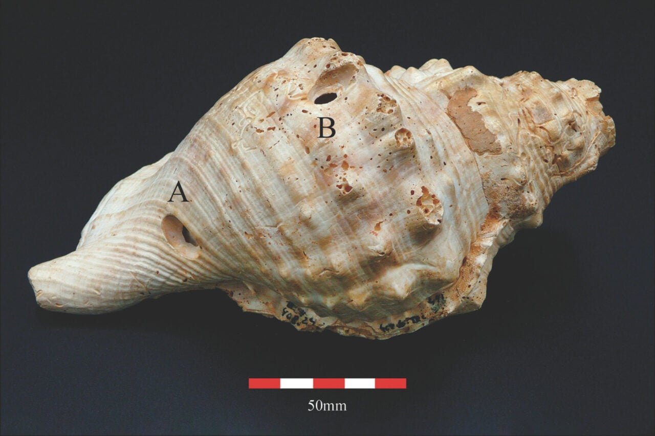 Ancient Shell Trumpets: 6,700-Year-Old Neolithic Communication Tools Unveiled