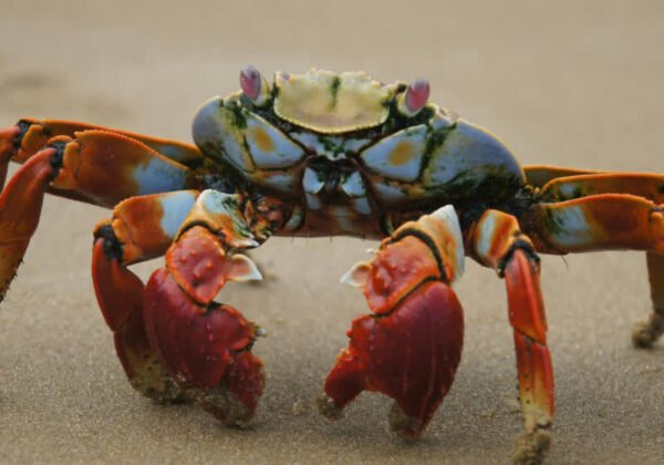 OpenClaw (formerly Clawdbot) Can Manage Your Entire Digital Life, But It Might Leak Your Credentials