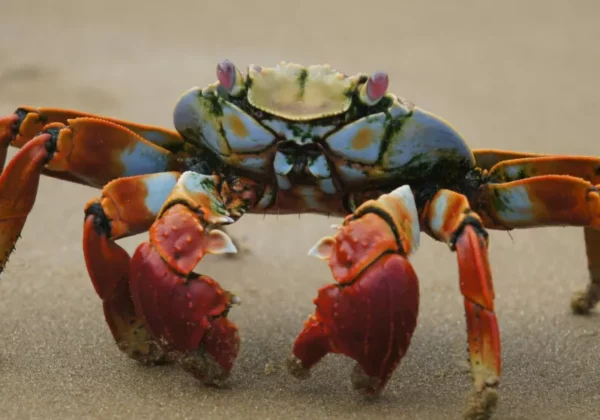 OpenClaw (formerly Clawdbot) Can Manage Your Entire Digital Life, but It Might Leak Credentials