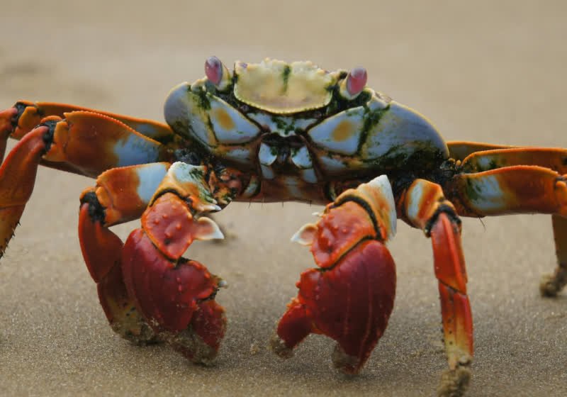 OpenClaw (formerly Clawdbot) Can Manage Your Entire Digital Life, But It Might Leak Your Credentials