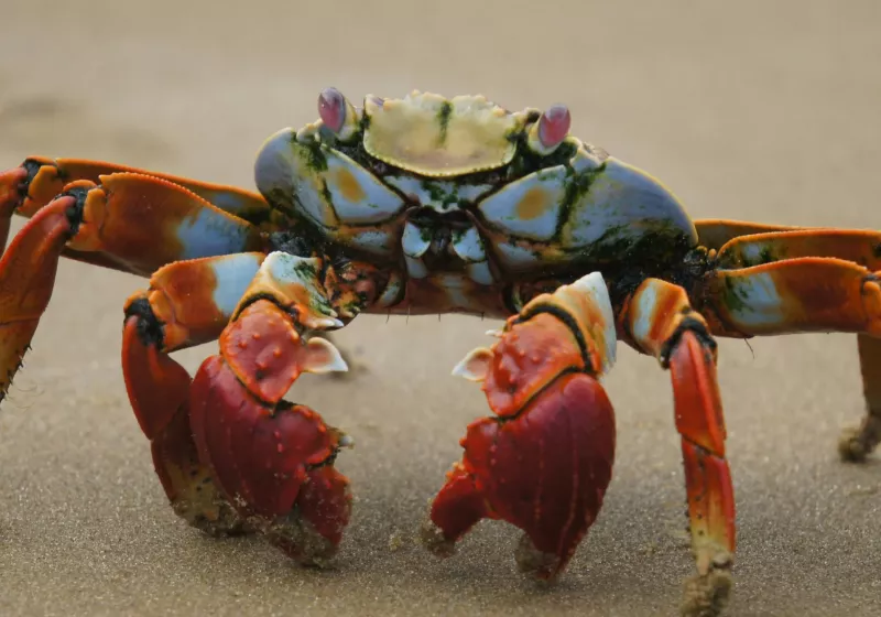 OpenClaw (formerly Clawdbot) Can Manage Your Entire Digital Life, but It Might Leak Credentials