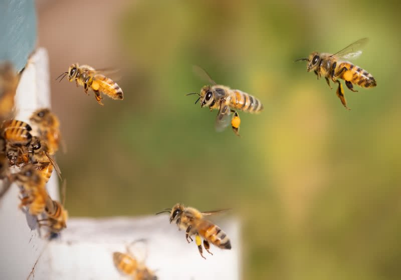 Small Brains, Big Compute: Scientists Aim to Build GPS Chips Inspired by a Honeybee Brain