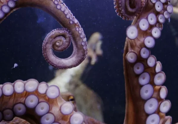 Octopus-Inspired Hydrogel Reveals Hidden Images When Heat or Solvents Are Applied
