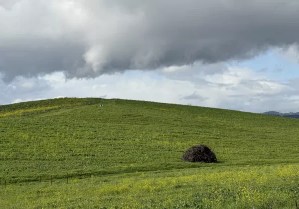 The Windows XP Bliss Wallpaper Briefly Returns to Its Original Likeness at a Napa Valley Location